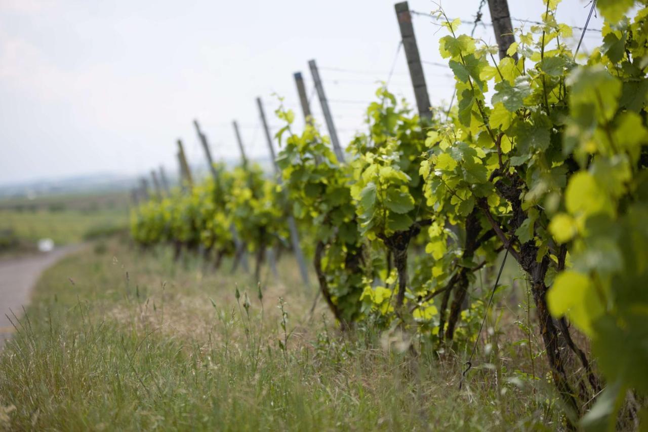 ホテル Weingut Schilling Seinsheim エクステリア 写真